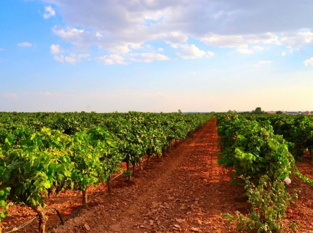 Vinedos y tierra rojiza